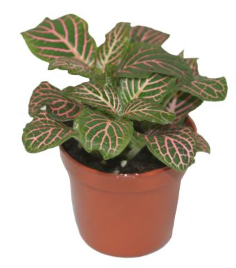 Pink Fittonia